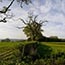 Clee Hill Hedge Spring, 2009